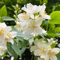 Jasmine Green Tea - Loose Leaf