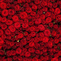 Honey Rose Black Tea - Loose Leaf Dragon Girl Tea