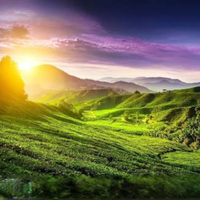 Anhui Yellow Tea - Huo Shan Huang Ya - Loose Leaf