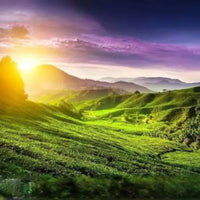 Anhui Yellow Tea - Huo Shan Huang Ya - Loose Leaf Dragon Girl Tea