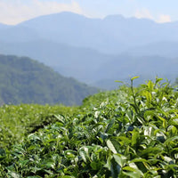 Purple Oolong - Loose Leaf Dragon Girl Tea
