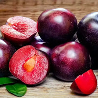 Sleepy Plum Tea - Herbal Tea - Compostable Tea Bags 2025 Dragon Girl Tea