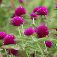 Lychee Sunrise Green Tea - 6 Blooming Tea Balls Dragon Girl Tea