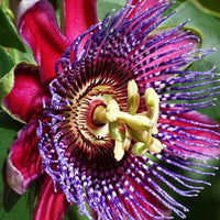 Jasmine Passion Fruit Green Tea - 6 Blooming Tea Balls Dragon Girl Tea