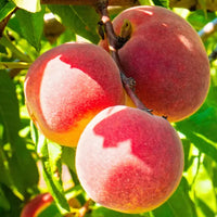 Peachy Keen Black Tea - Compostable Tea Bags 2025 Dragon Girl Tea