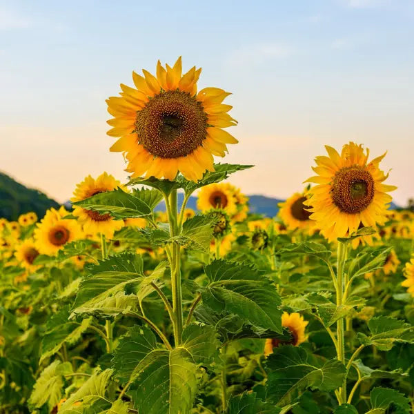 Lychee Sunrise Green Tea - 6 Blooming Tea Balls Dragon Girl Tea