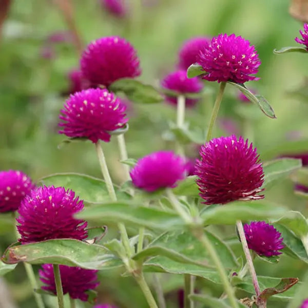 Lychee Sunrise Green Tea - 6 Blooming Tea Balls Dragon Girl Tea