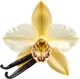 Vanilla Bean