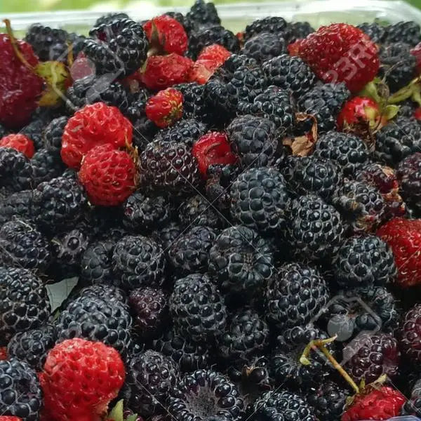 Berry Fresh Milkshake Mix Dragon Girl Tea